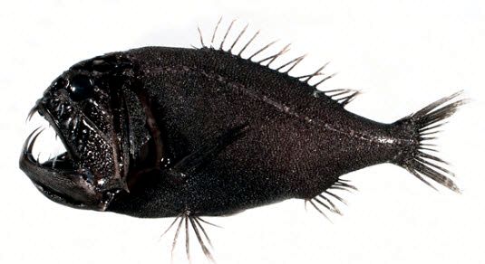 Anoplogaster cornuta_07